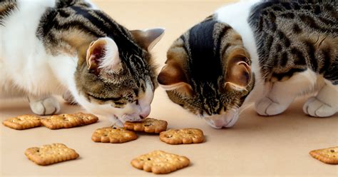 Can Cats Eat Animal Crackers? Exploring the Feline Fascination with Human Snacks