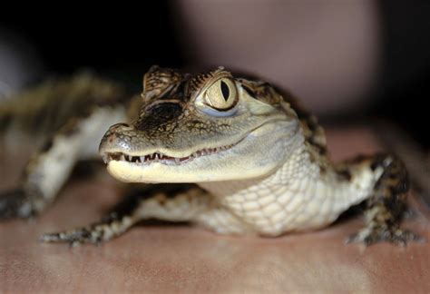 Can you have a crocodile as a pet, and why would you even consider it?