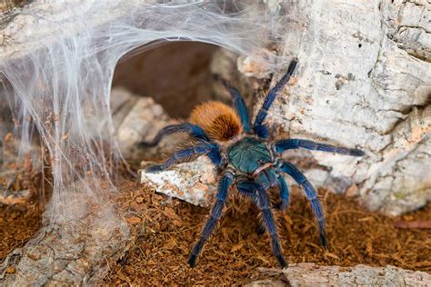 How Much Is a Pet Tarantula and Why Do They Make Better Roommates Than Humans?