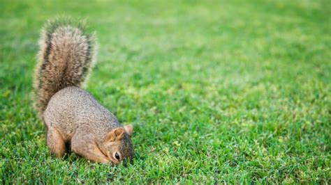 How to Repair a Lawn: Why Do Squirrels Always Steal My Grass Seeds?