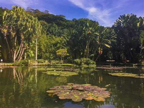 Jardim Botânico do Rio de Janeiro: Urokliwy Oaza Spokoju w Sercu Tętniącego Życia Miasta!