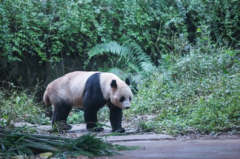  Park Narodowy Bifengxia: Zapierająca dech w piersiach sceneria i ekscytujące spotkania z pandami