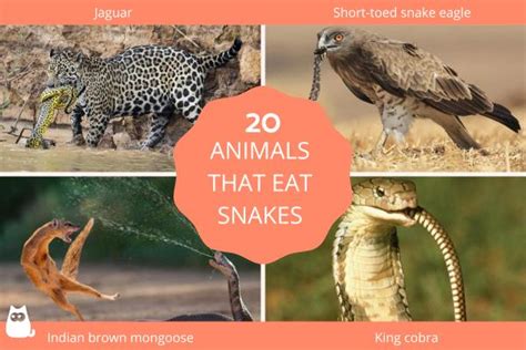 What Animal Eats a Lot: A Dive into the World of Voracious Appetites and Curious Connections