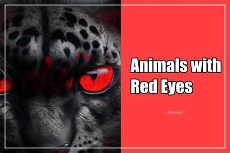 What Animal Has Red Eyes? Exploring the Mysteries of Crimson Gazes