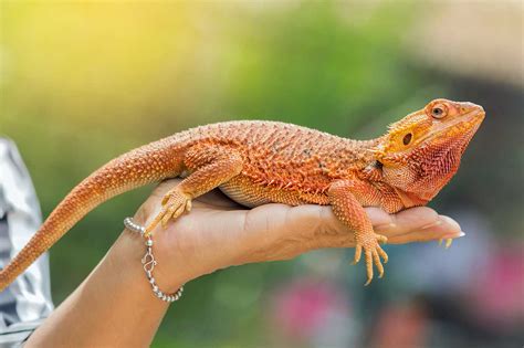 What is the Best Pet Lizard: A Comprehensive Guide to Choosing Your Scaly Companion