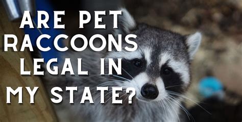 What States Can You Have a Pet Raccoon: Exploring the Legal and Ethical Maze of Owning a Wild Companion