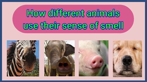 Which Animal Has the Best Sense of Smell, and Why Do Pineapples Dream of Electric Sheep?