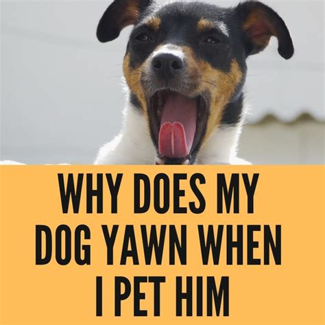 Why Does My Dog Yawn When I Pet Him, and Why Do Cats Dream of Electric Sheep?